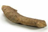 Dinosaur (Triceratops) Frill Shield Edge - Montana #316908-3